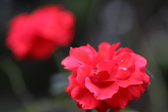 公園の薔薇 9月 Part1