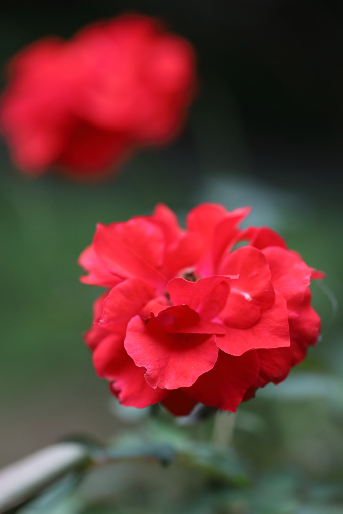 公園の薔薇 9月 Part2