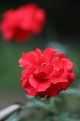 公園の薔薇 9月 Part2
