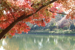 中央公園の紅葉 Part4