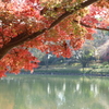 中央公園の紅葉 Part4