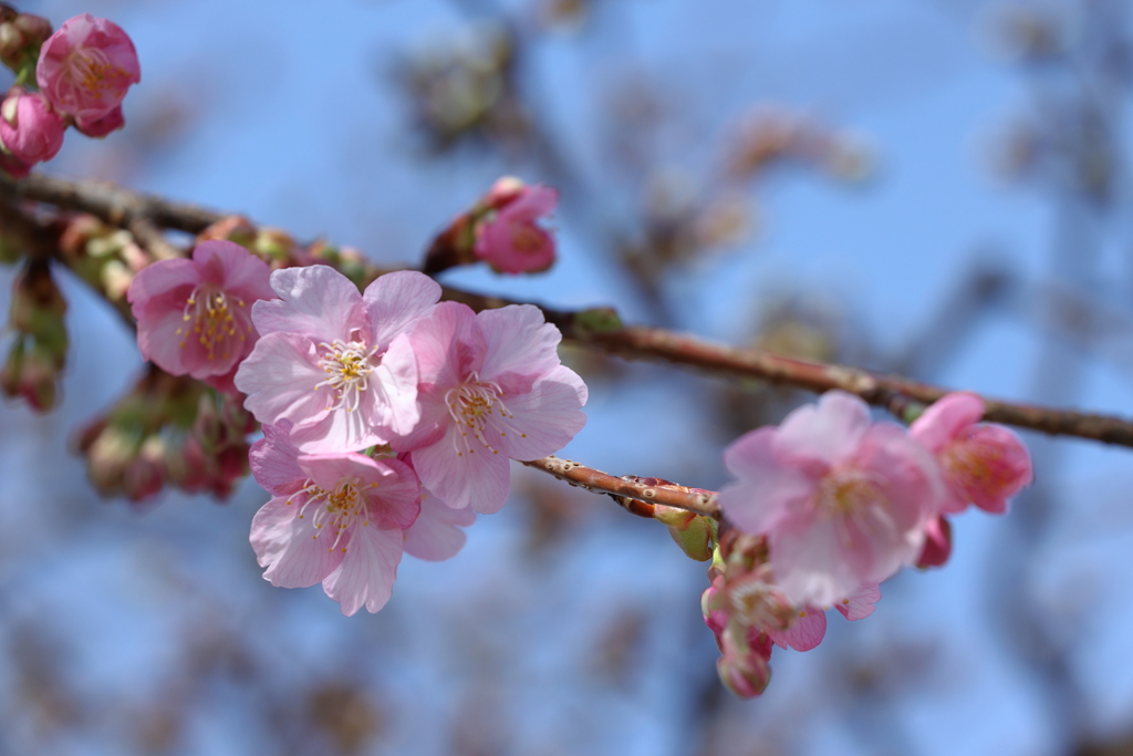 僅かに開花した河津桜 2024.2