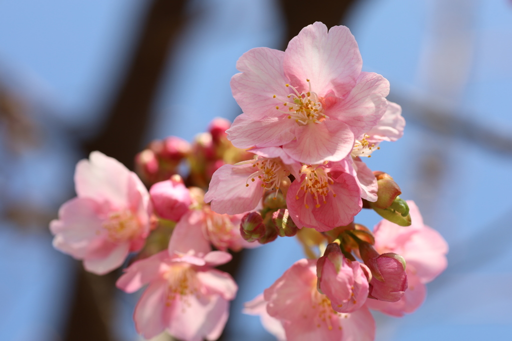 開花した河津桜 Part2
