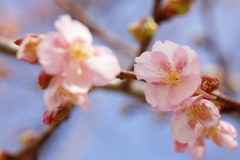 河津桜 in 城址公園 2023.2-2