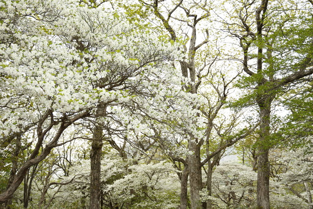ゴヨウツツジ in Mt.JEANS那須 5