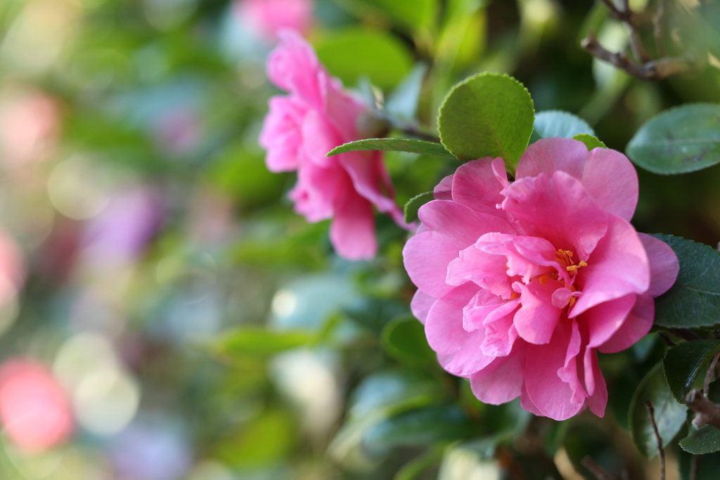 サザンカ 2025.12