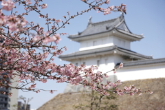 河津桜 in 城址公園 4