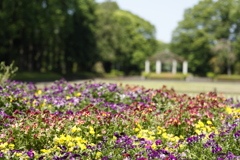 初夏の中央公園