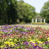 初夏の中央公園