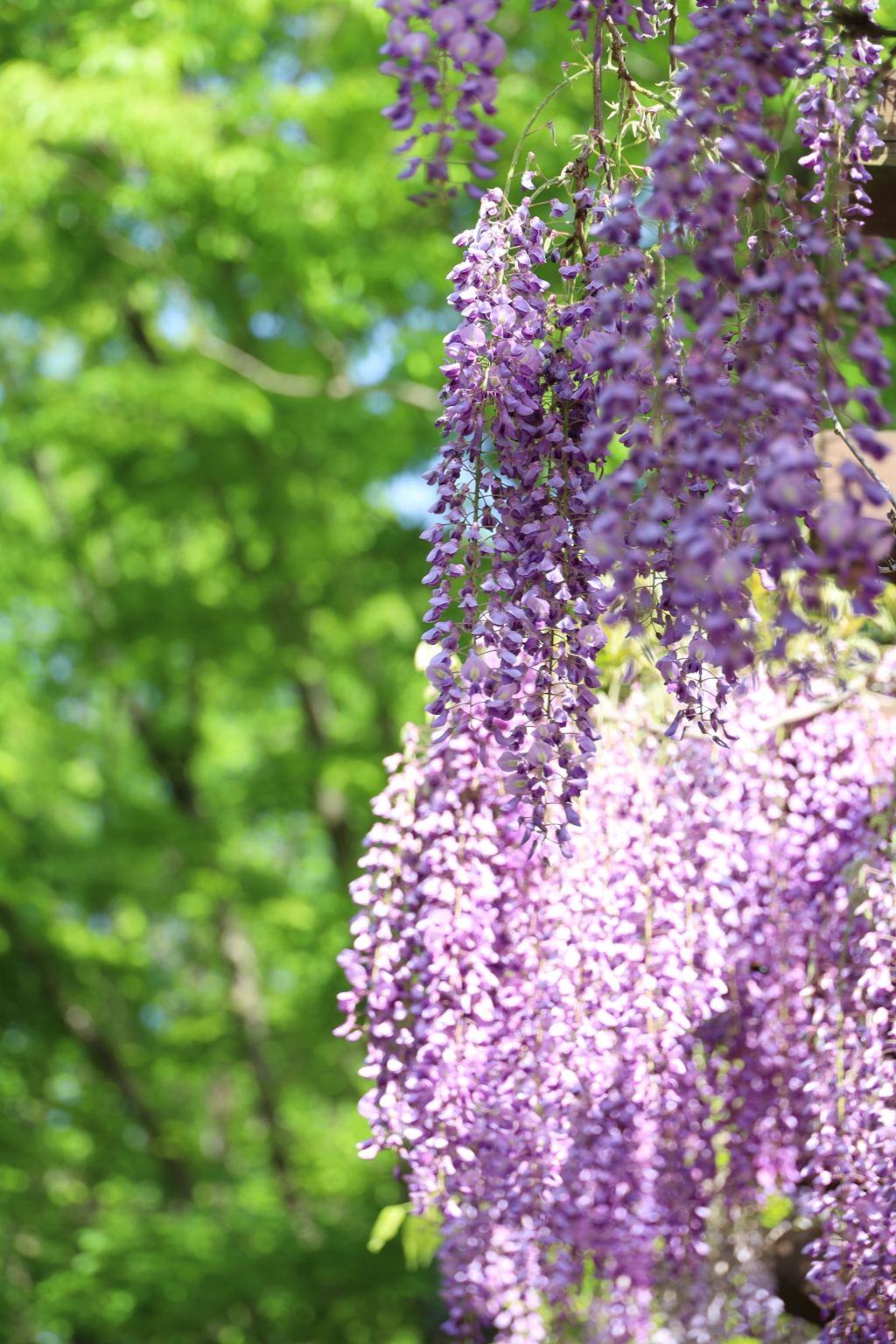 公園の藤棚 Part2