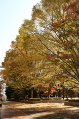 明保野公園の紅葉 Part1