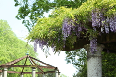 中央公園の藤棚 Part1
