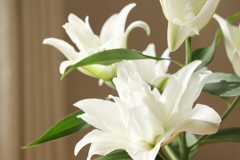 八重咲きユリ Part1