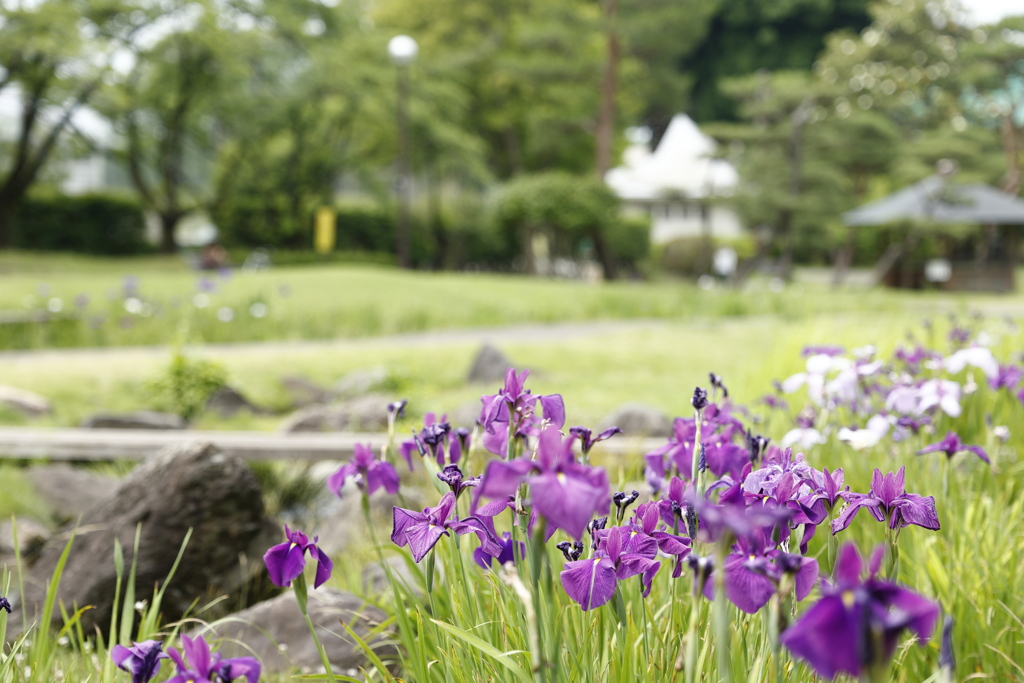 花菖蒲 2 Part5