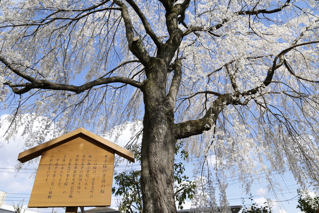 孝子桜の子孫の桜 in 城址公園