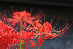 曼珠沙華 Part2