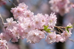 八重桜 in 城址公園 2024.4