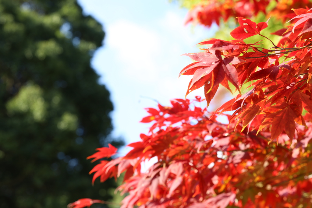 森林公園の紅葉 Part2