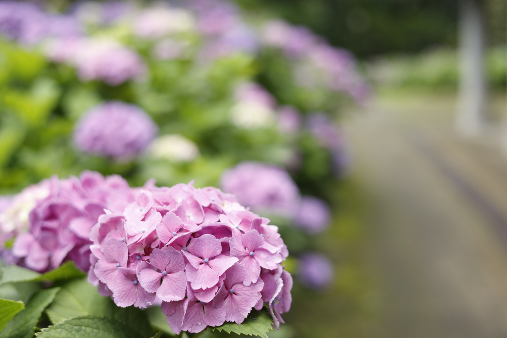 中央公園の紫陽花 3