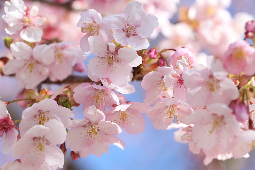 伊東小室桜 in 城址公園 2024.3-2