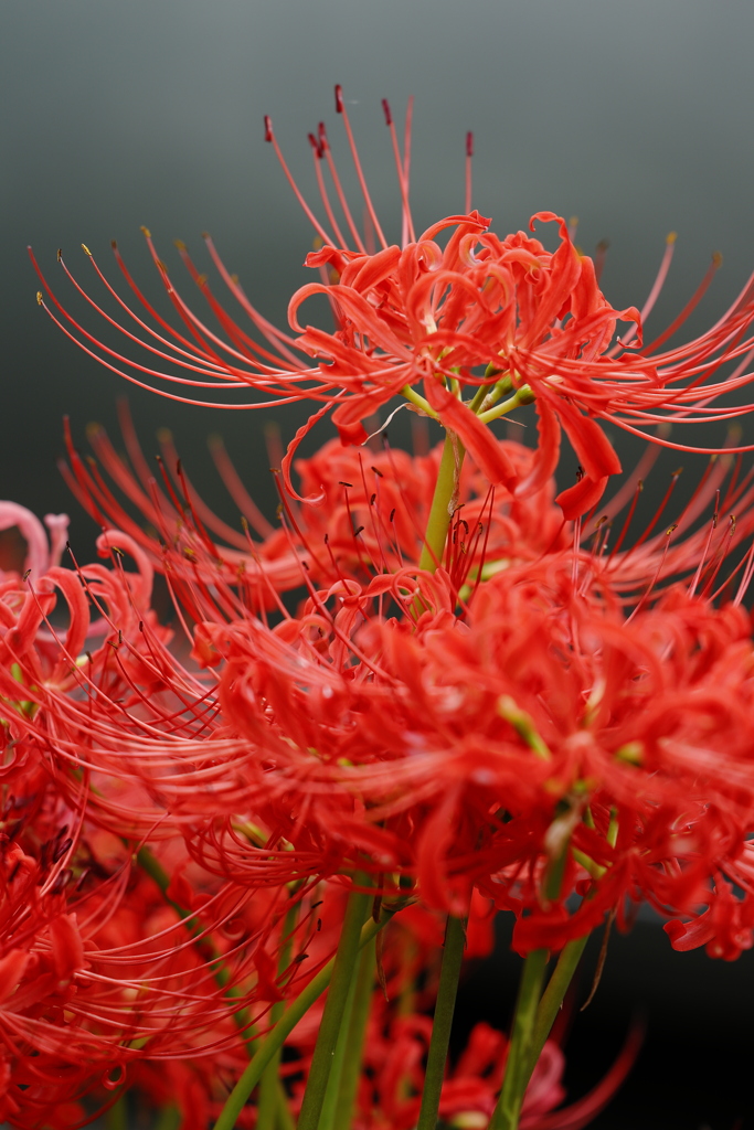 曼珠沙華 2023.9-3