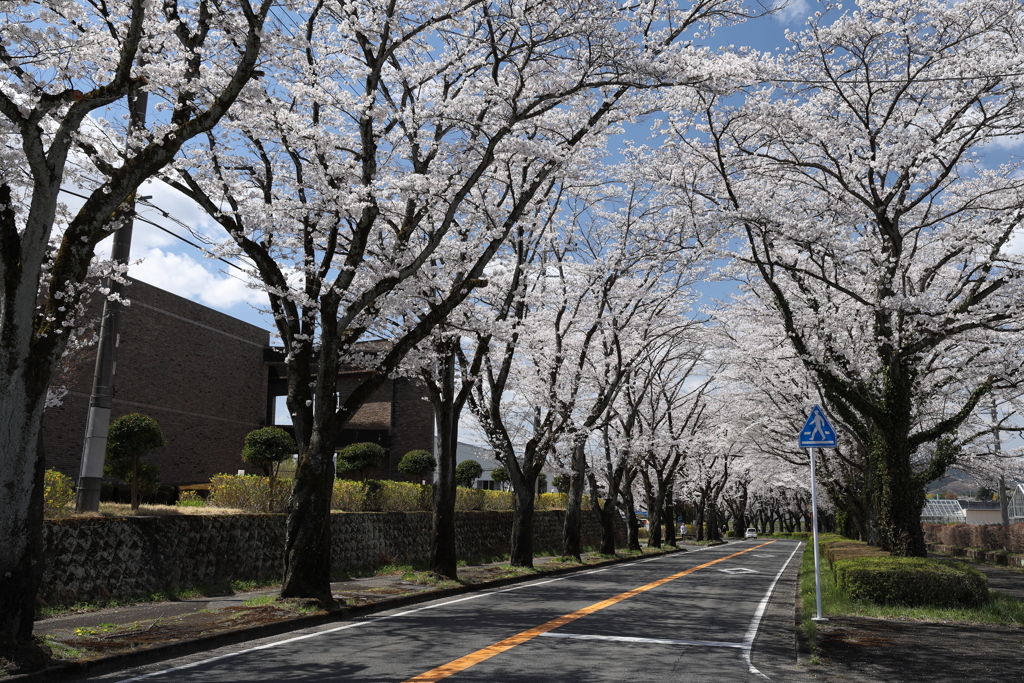 桜並木 2025.4.9