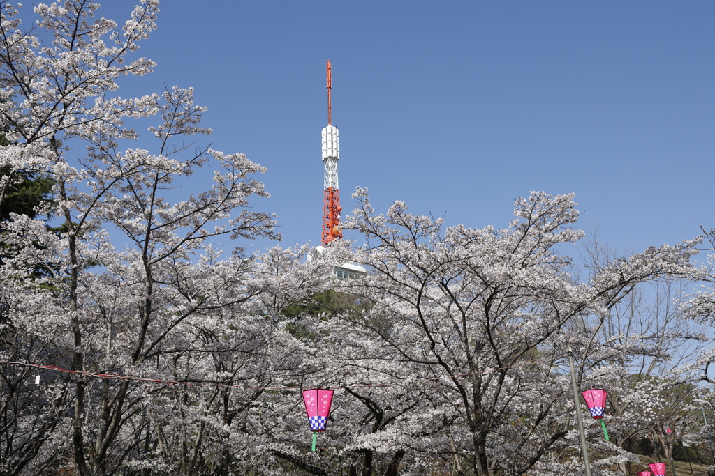 八幡山公園の桜 2023.3-2