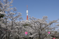 八幡山公園の桜 2023.3-2