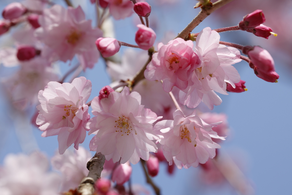 八重桜 in 城址公園 3