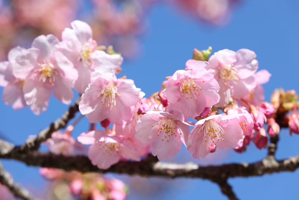 河津桜 in 城址公園 2024.3-1