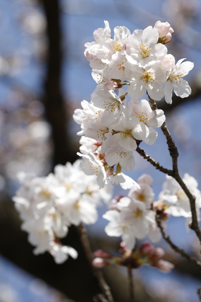 ソメイヨシノ in 城址公園 2