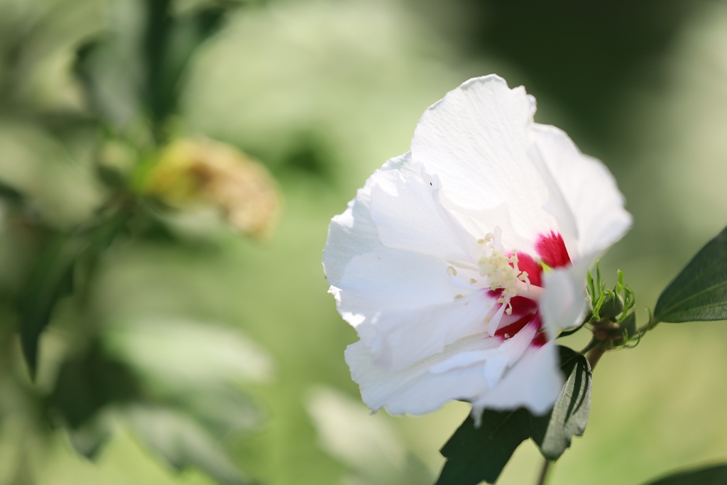 ムクゲ・・・(？)