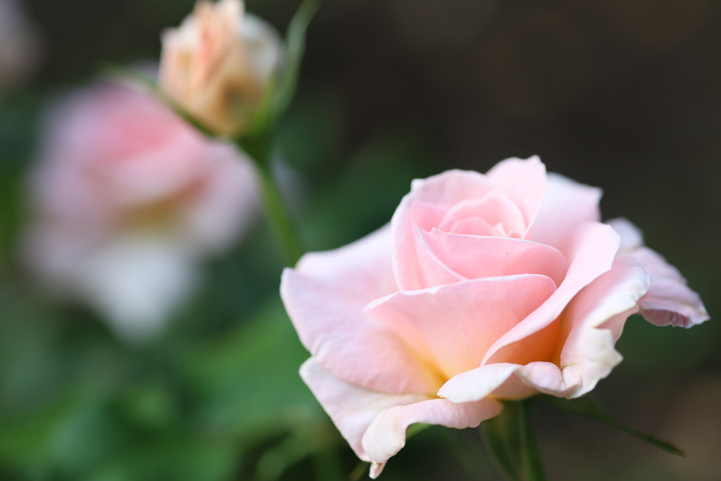 公園の薔薇 12 Part1