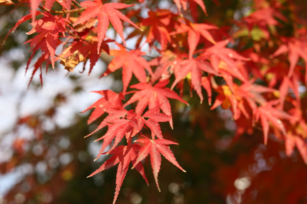 近所のモミジ Part2