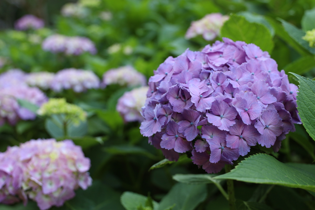 公園の紫陽花 1