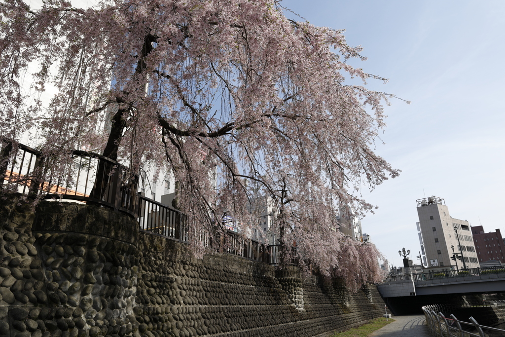 田川沿いの八重桜3