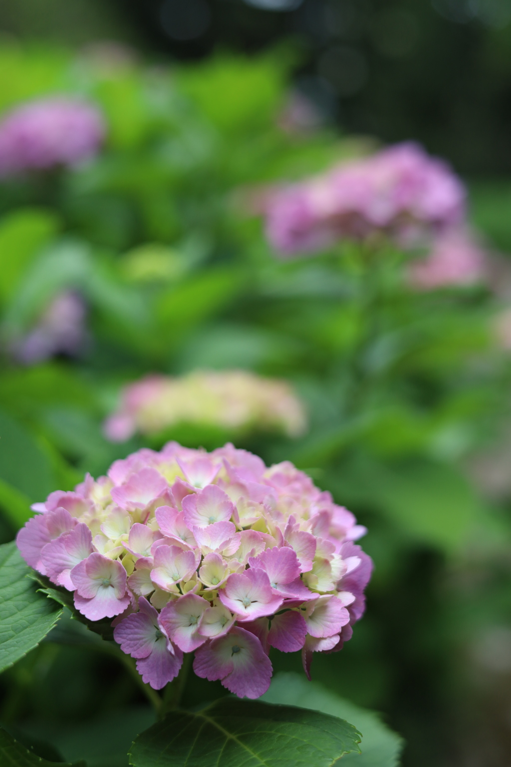 公園の紫陽花 2 Part1