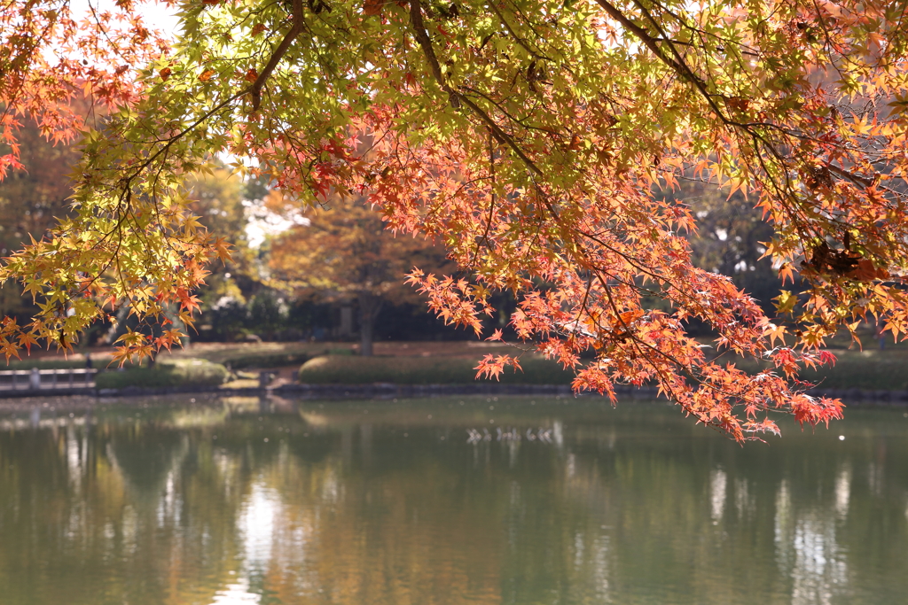 中央公園の紅葉 Part3