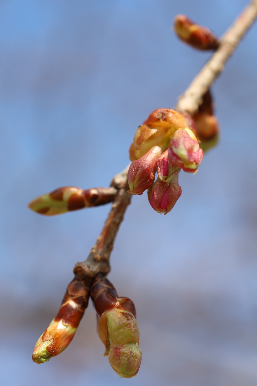 蕾の河津桜 2022