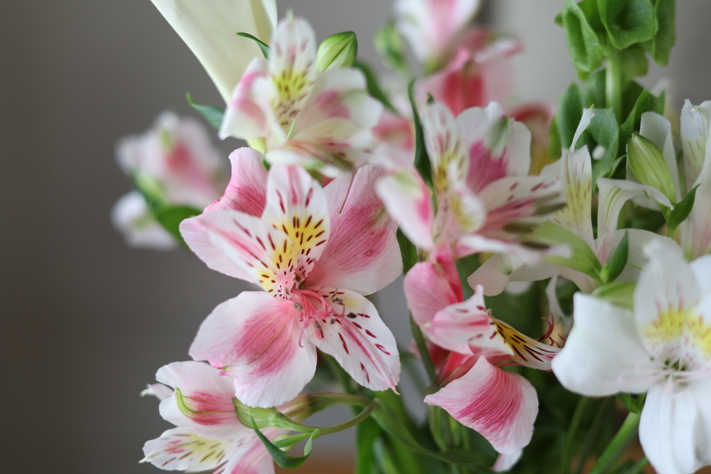 アルストロメリア