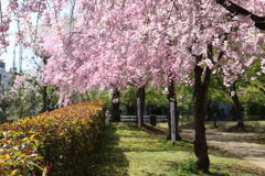 八重桜 Part1