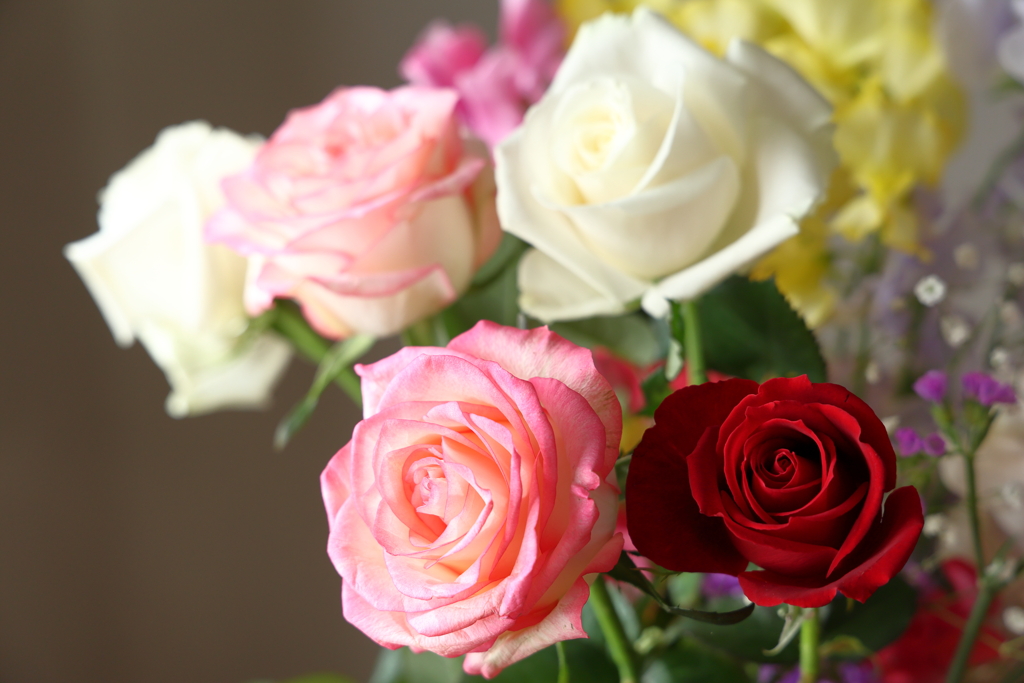 いくつかのバラ