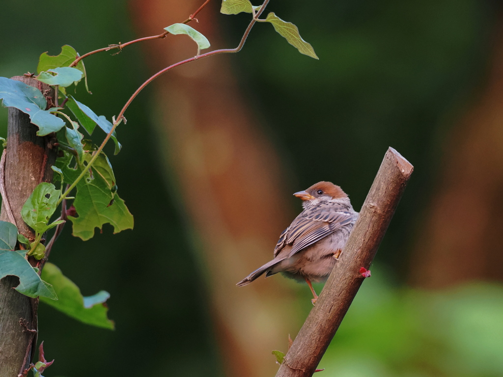 立派な野鳥