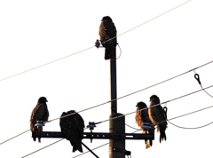 耕地のギャング