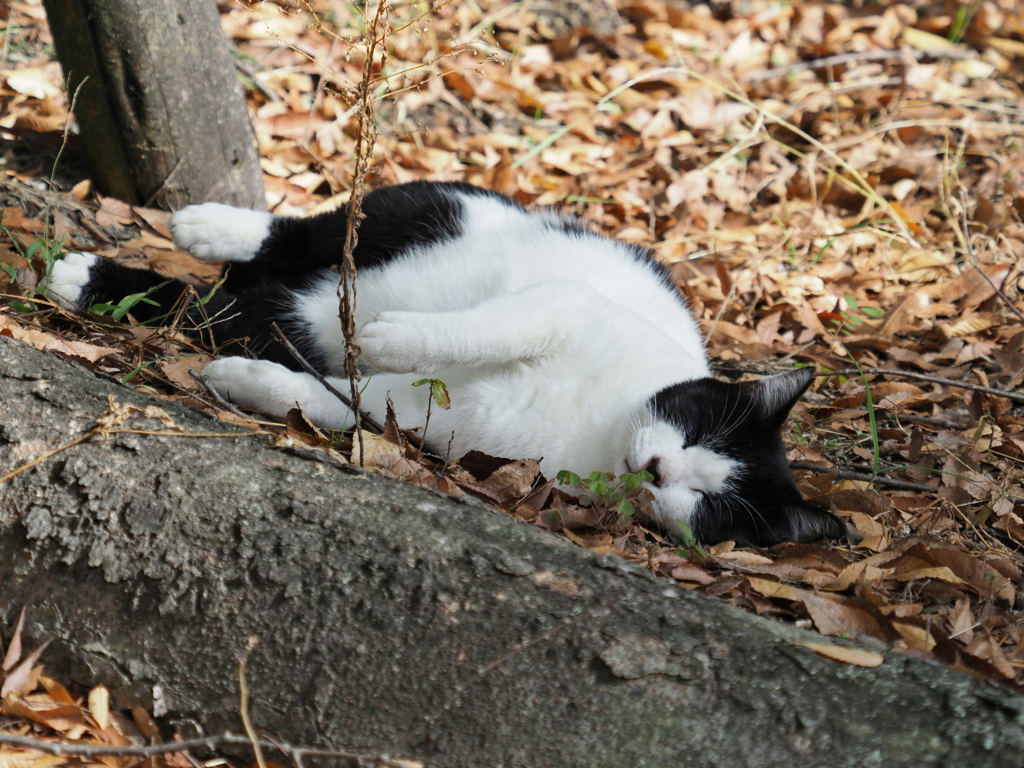 Zzz。。。