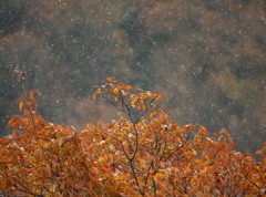 風雪