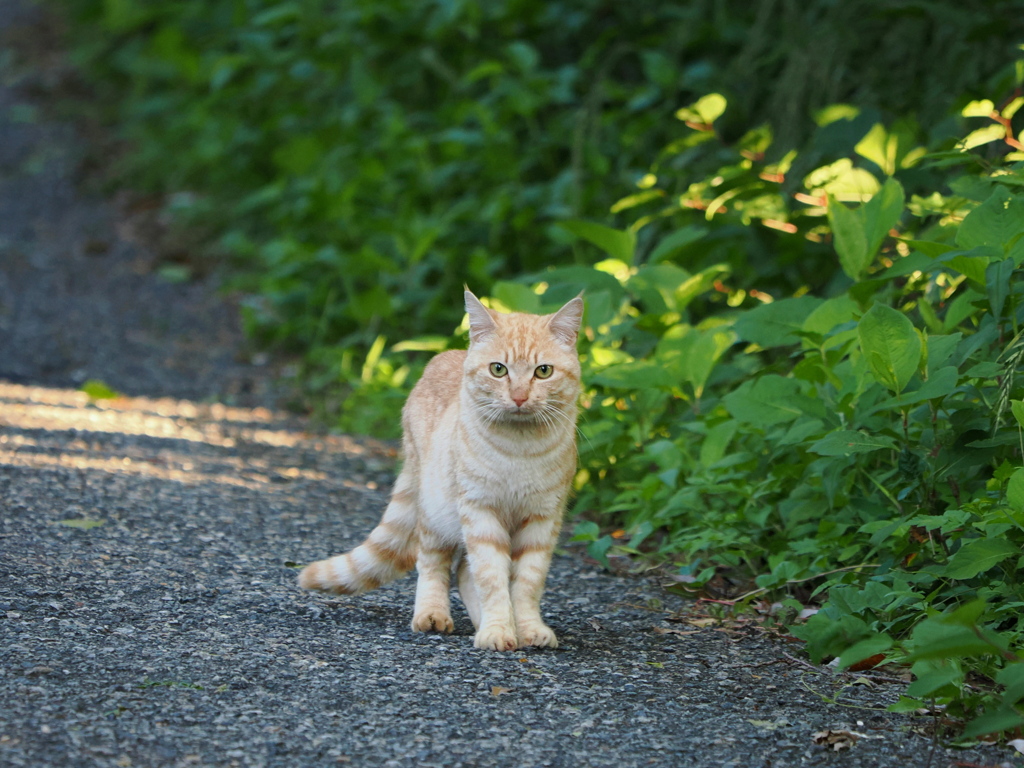 山猫