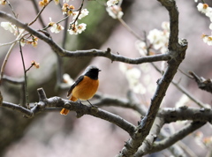 ウメジョビ