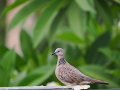 小ぶり