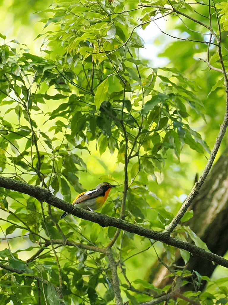 若鳥？